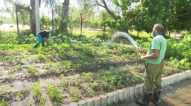 Organopónico en centro de elaboración de alimentos de Guantánamo