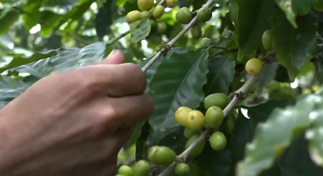 Caficultores de Baracoa apuestan por una cosecha eficiente 