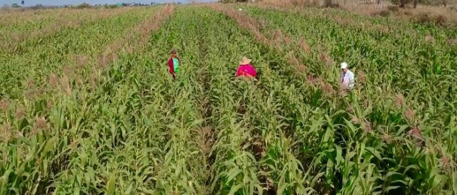 Producción de semilla hibrida, en Jarahueca, Yaguajay. Foto: Cortesía del doctor Mario Pablo Estrada