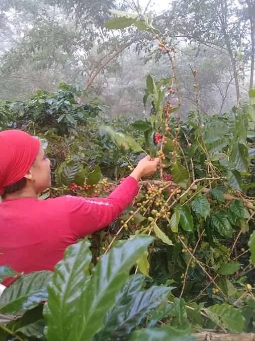 Lluvias aceleran maduración en cafetales de Yateras