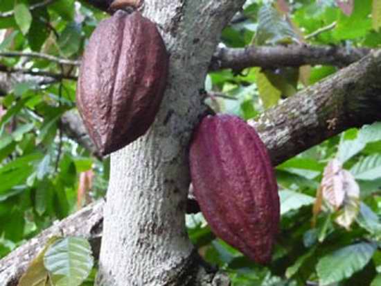 Impulsan exportación de cacao en Baracoa 