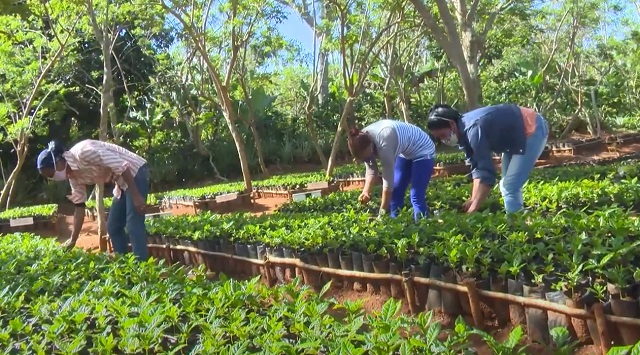 Manos de mujer cuidan posturas de café en el municipio de Maisí, en Guantánamo