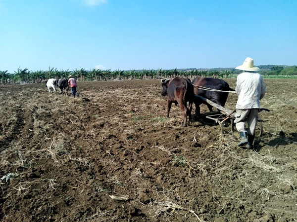 Amplían campesinos de Guantánamo uso de tracción animal. Foto tomada de Telecristal