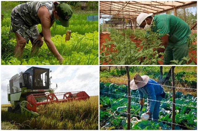 Cuba prioriza producción de alimentos con nuevo paquete de medidas