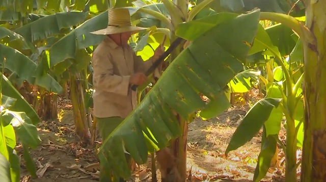 Producción de alimentos en la mira de productores de San Antonio del Sur