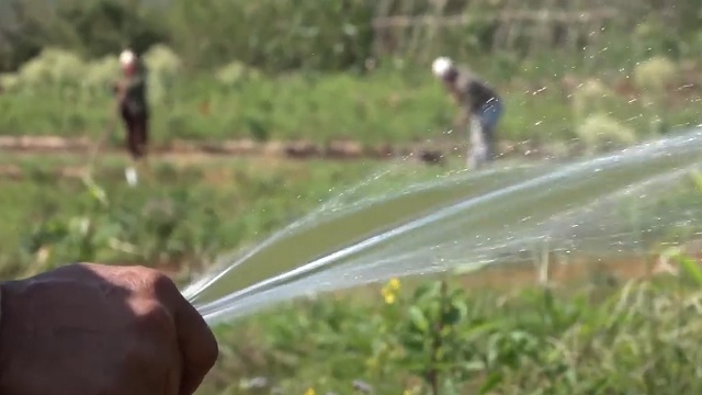 Positivo impacto en Baracoa de nuevas medidas implementadas en el sector agrícola