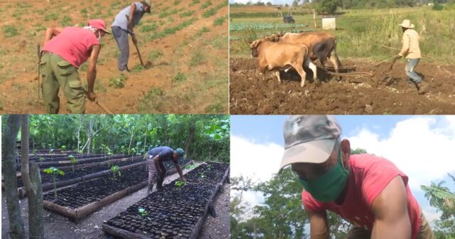 Agropecuarios guantanameros en jornada para celebrar su día