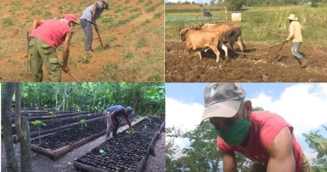 Agropecuarios guantanameros en jornada para celebrar su día 