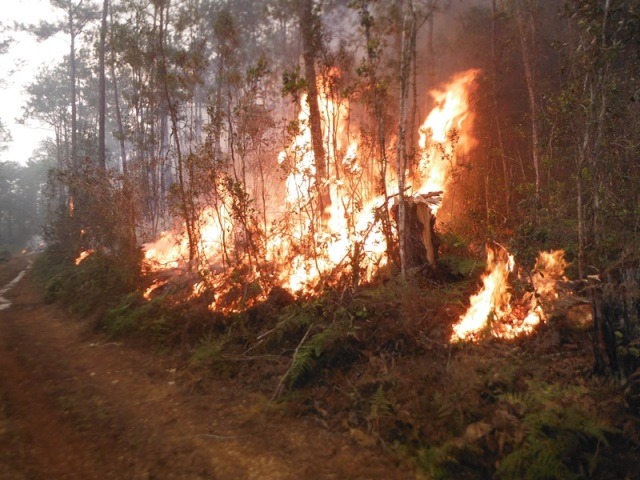 Controlan reavivado foco de incendio forestal en el Parque Humboldt 