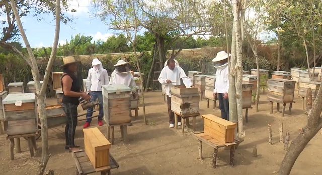 Avanza proyecto con abejas reinas en Centro de Desarrollo de la Montaña