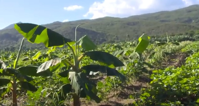 Exhibe resultados en Imías la agricultura en secano