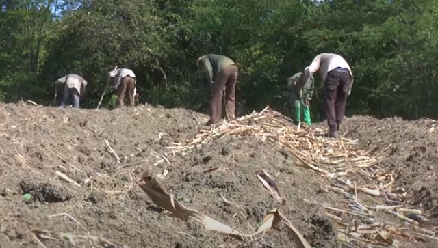 Áreas cañeras y para la producción de alimentos se benefician con reactivación del riego