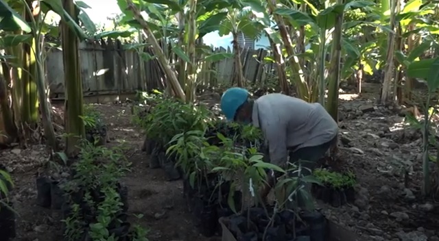 Horticultor baracoense aplica con éxito la ciencia en la agricultura
