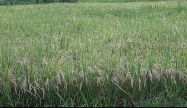 Impulsan en Baracoa siembra de arroz