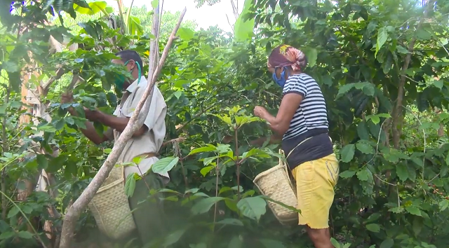 Determinante apoyo de campesinos guantanameros a cosecha de café (+ Video)