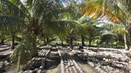 A buen ritmo siembra de posturas de coco en vivero baracoense
