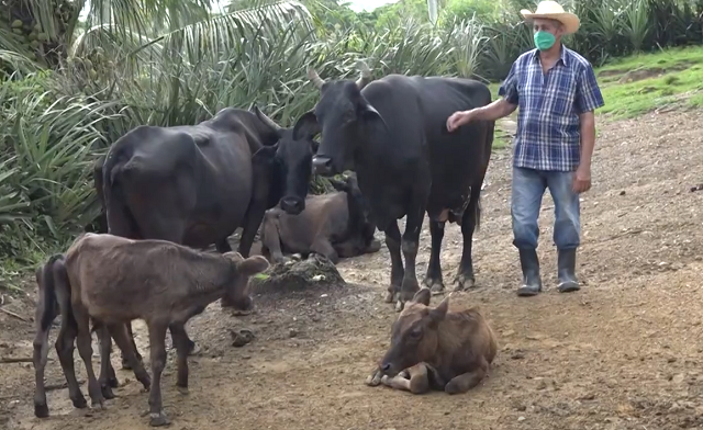 Alberto Morgado Lahens: ejemplo de soberanía alimentaria en Baracoa