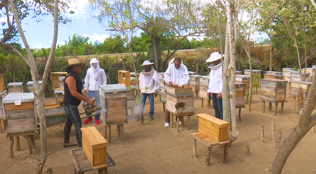 2021: un año favorable para la apicultura guantanamera