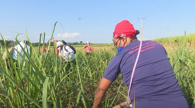 Trabajadores guantanameros apoyan recuperación cañera