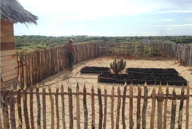 Reproducen en Maisí cactus amenazado de extinción