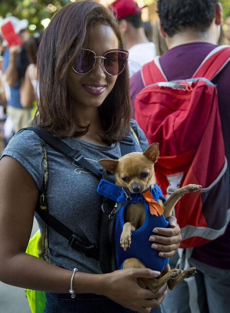 Prevalece en Cuba la voluntad de garantizar el bienestar animal