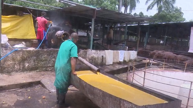 Promueven producción de alimento alternativo para masa porcina (+ Video)