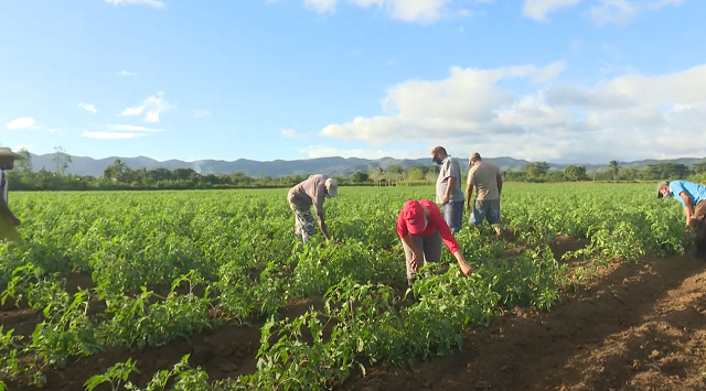 Crean nuevos colectivos agropecuarios en zonas productivas de Guantánamo