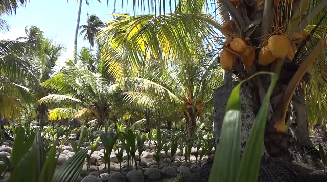 Palpable recuperación cocotera en Baracoa (+ Video)