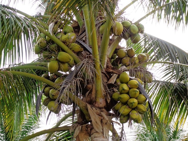 El Coco: en busca del trono perdido