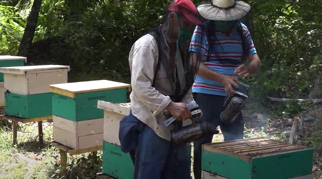Impulsan en Baracoa producción de miel para la exportación