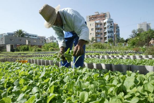 Guantánamo clasifica de Bien en la Agricultura Urbana