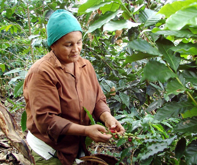 Maduración tardía afecta cosecha de café en Baracoa